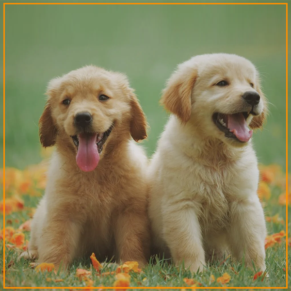 Top Online sites For Pet Products Buy&Ship Philippines